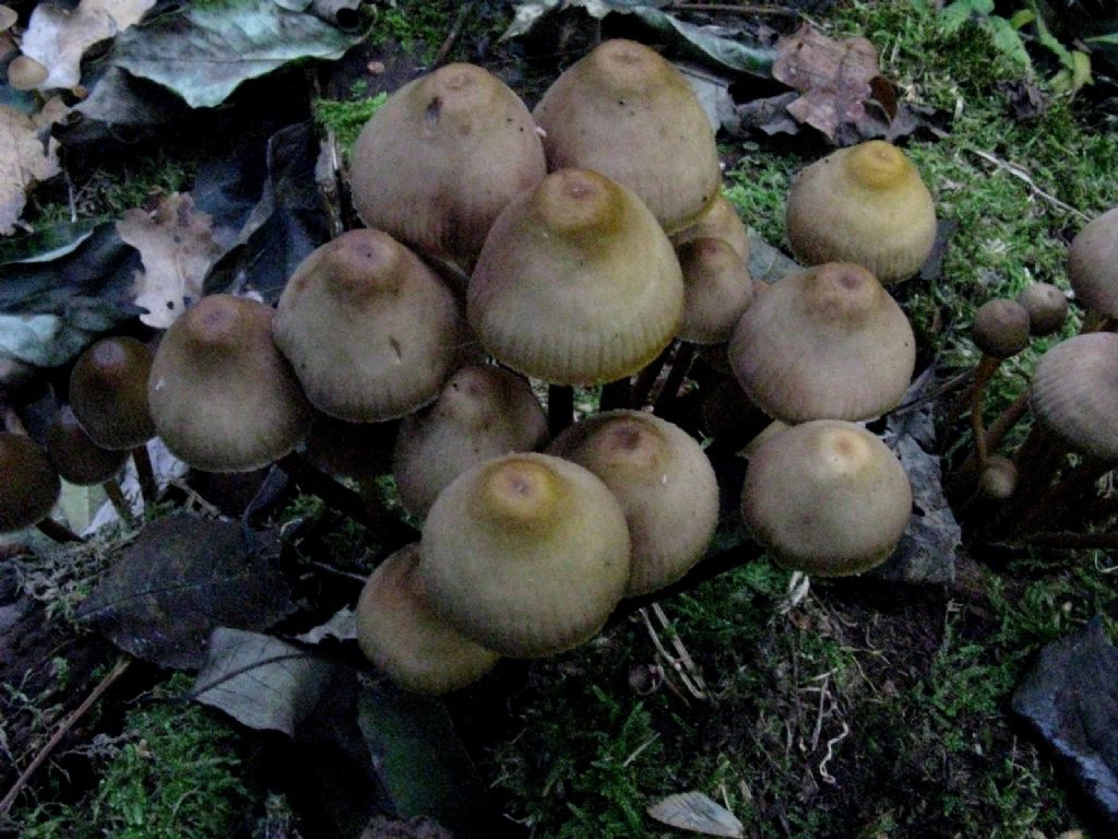 Funghi da identificare 1