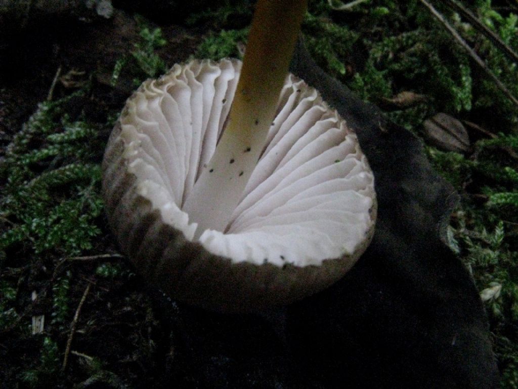 Funghi da identificare 1