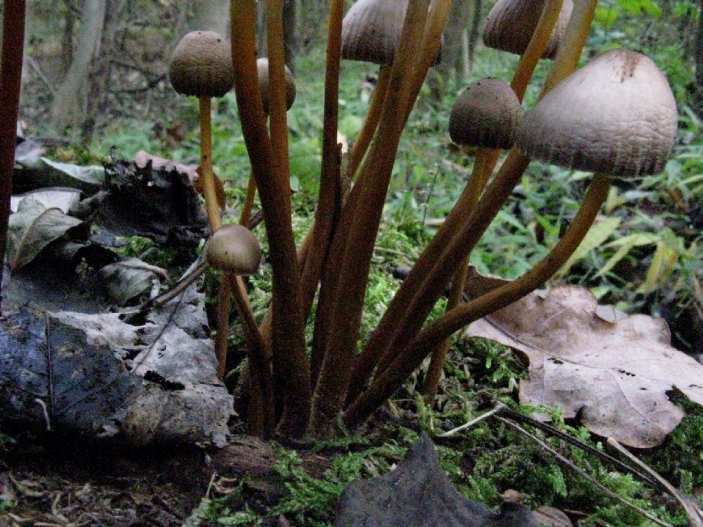 Funghi da identificare 1
