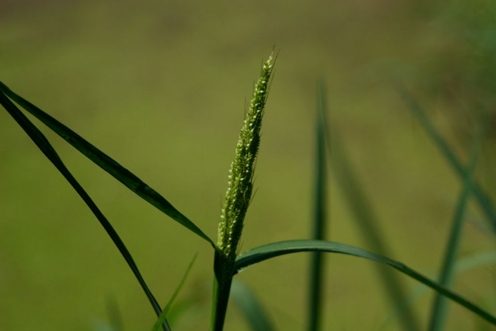 Poaceae:  Echinochloa crus-galli