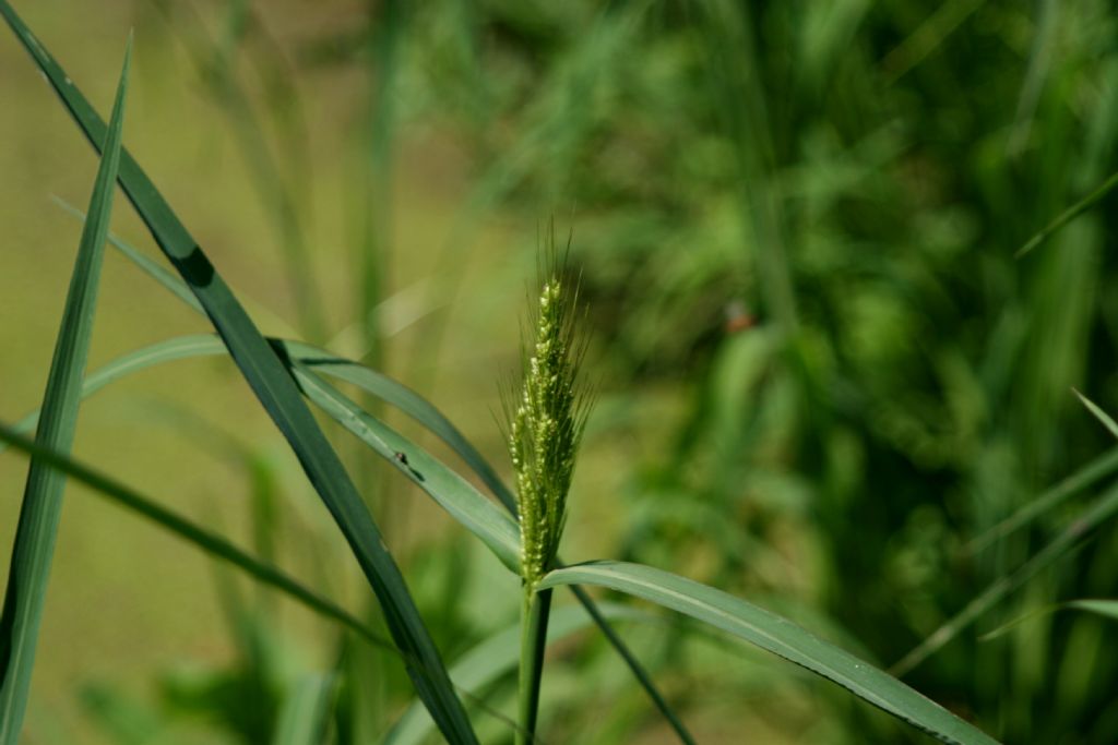 Poaceae:  Echinochloa crus-galli