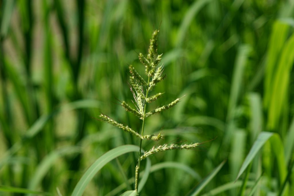 Poaceae:  Echinochloa crus-galli