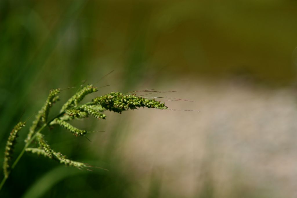Poaceae:  Echinochloa crus-galli