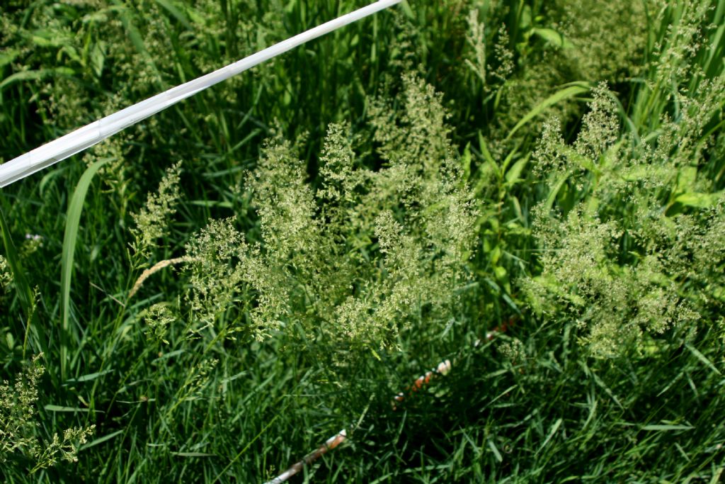Poaceae: Poa palustris