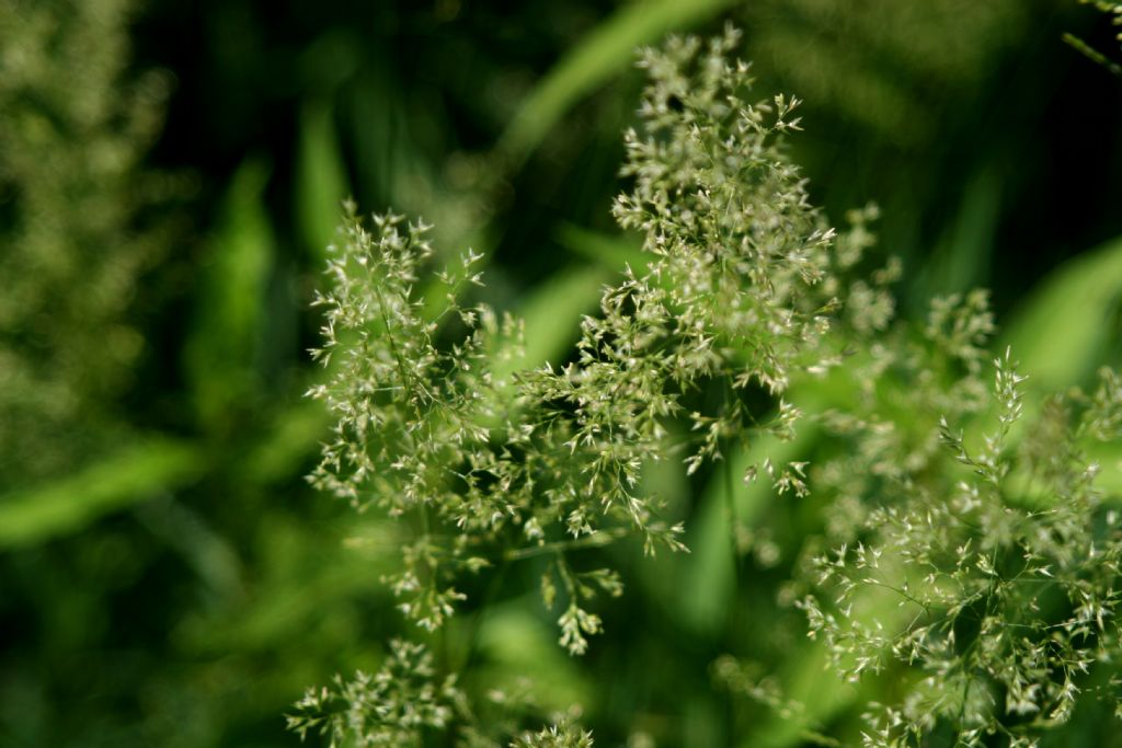 Poaceae: Poa palustris