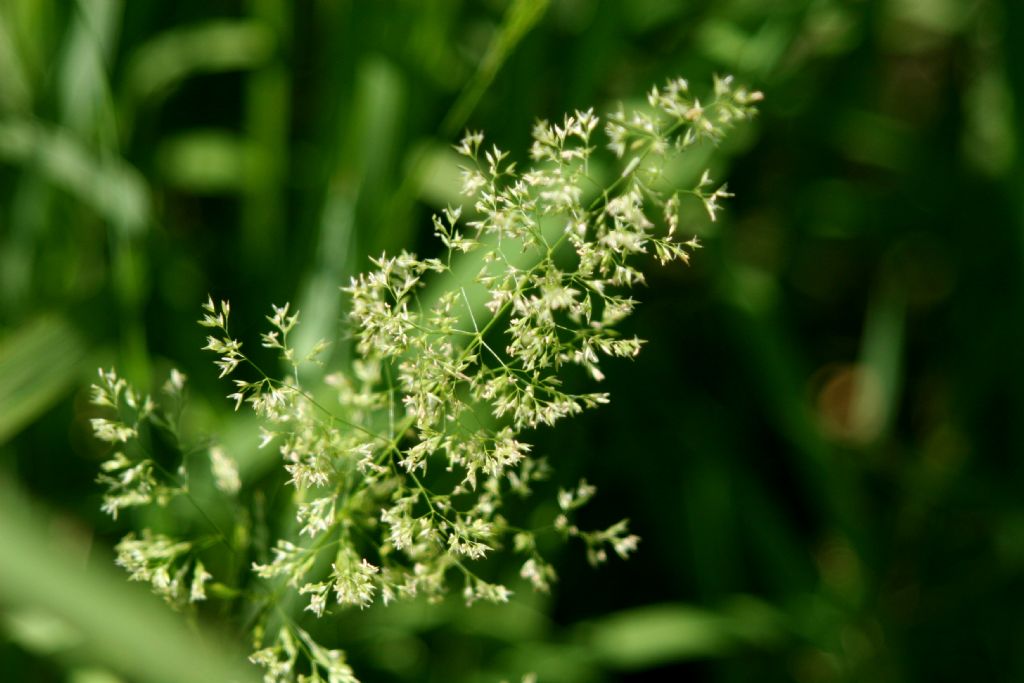 Poaceae: Poa palustris