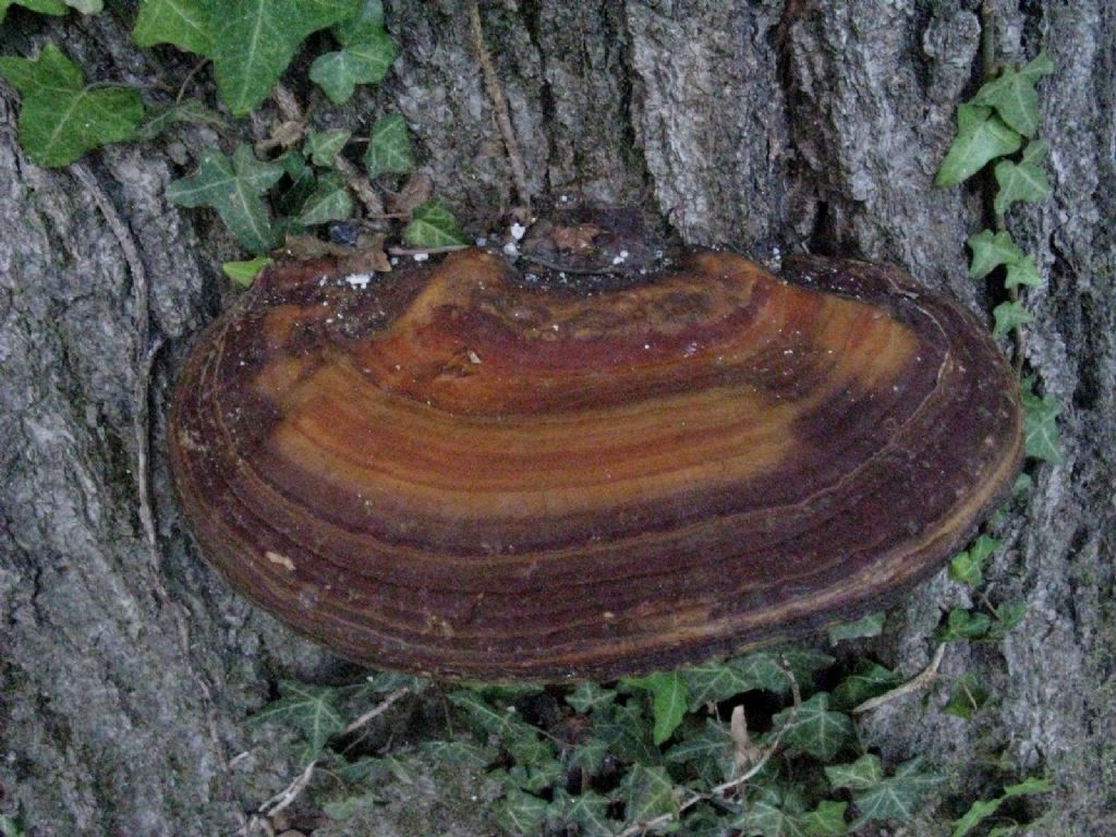 Fungo da identificare