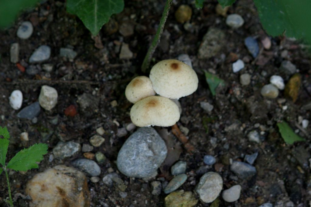 Funghi identificabili?