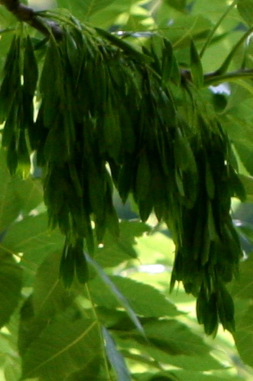 Fraxinus sp.