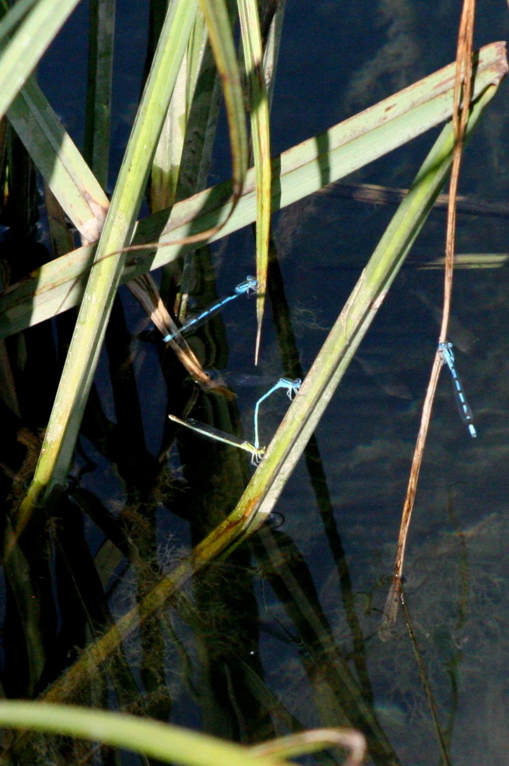 Enallagma cyathigerum? 2