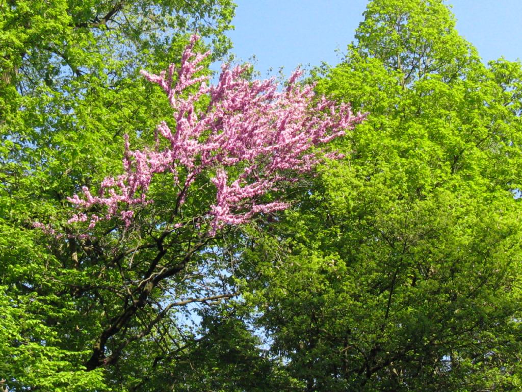 Albero di Giuda / Cercis siliquastrum (Fabaceae)