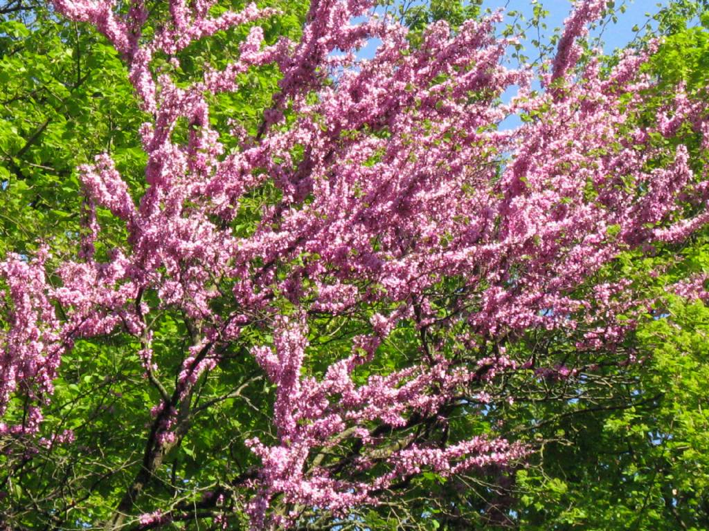 Albero di Giuda / Cercis siliquastrum (Fabaceae)