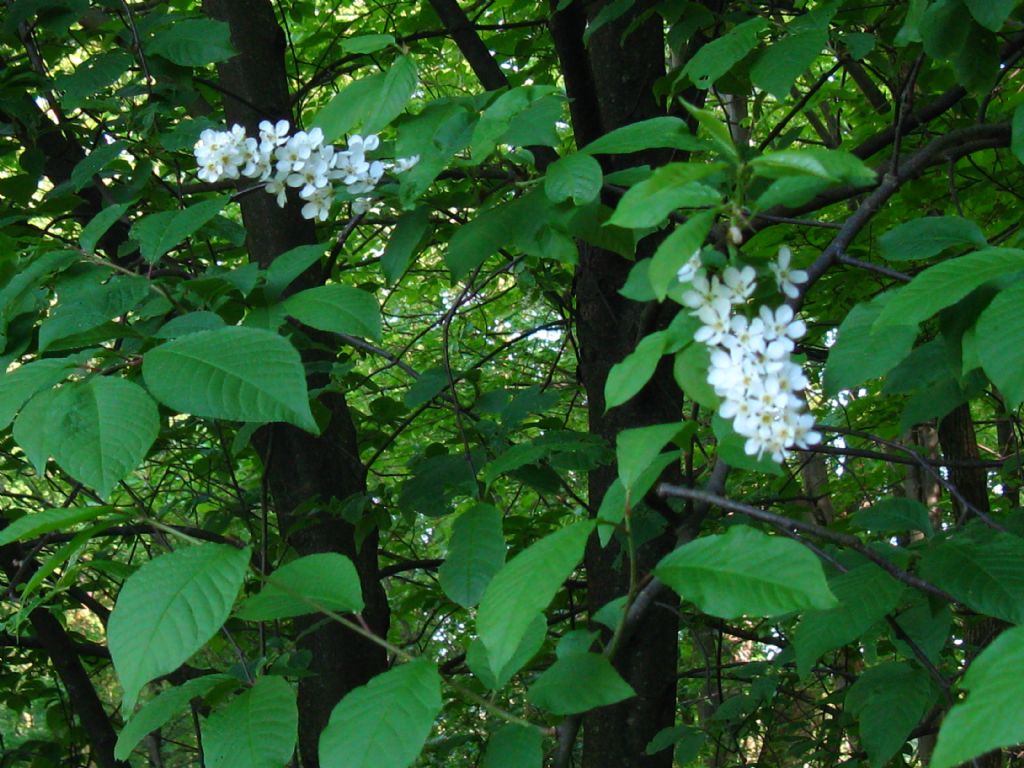 Prunus padus