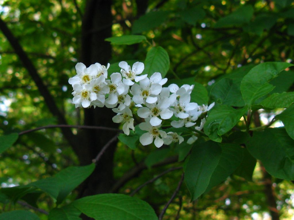 Prunus padus