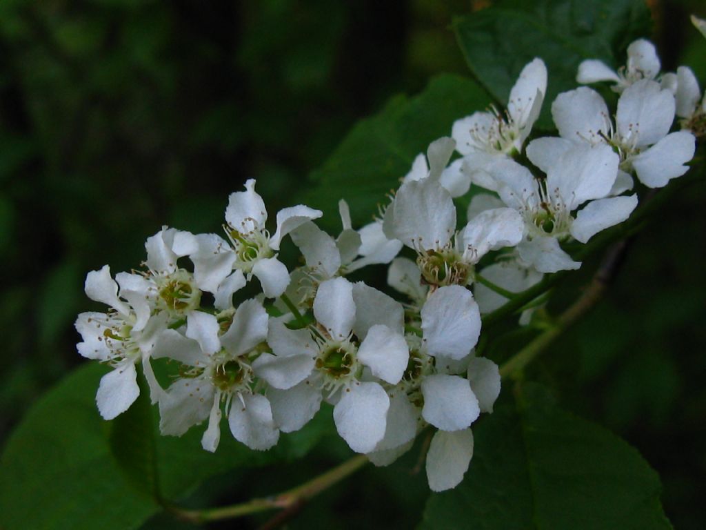 Prunus padus