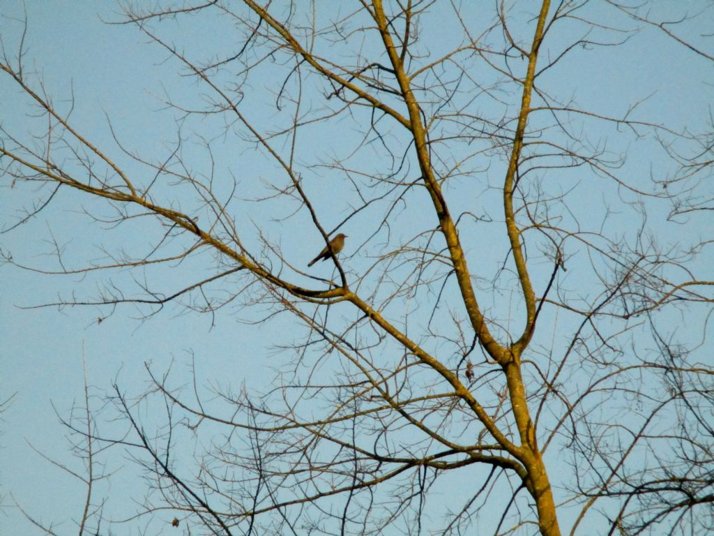 Uccello da identificare