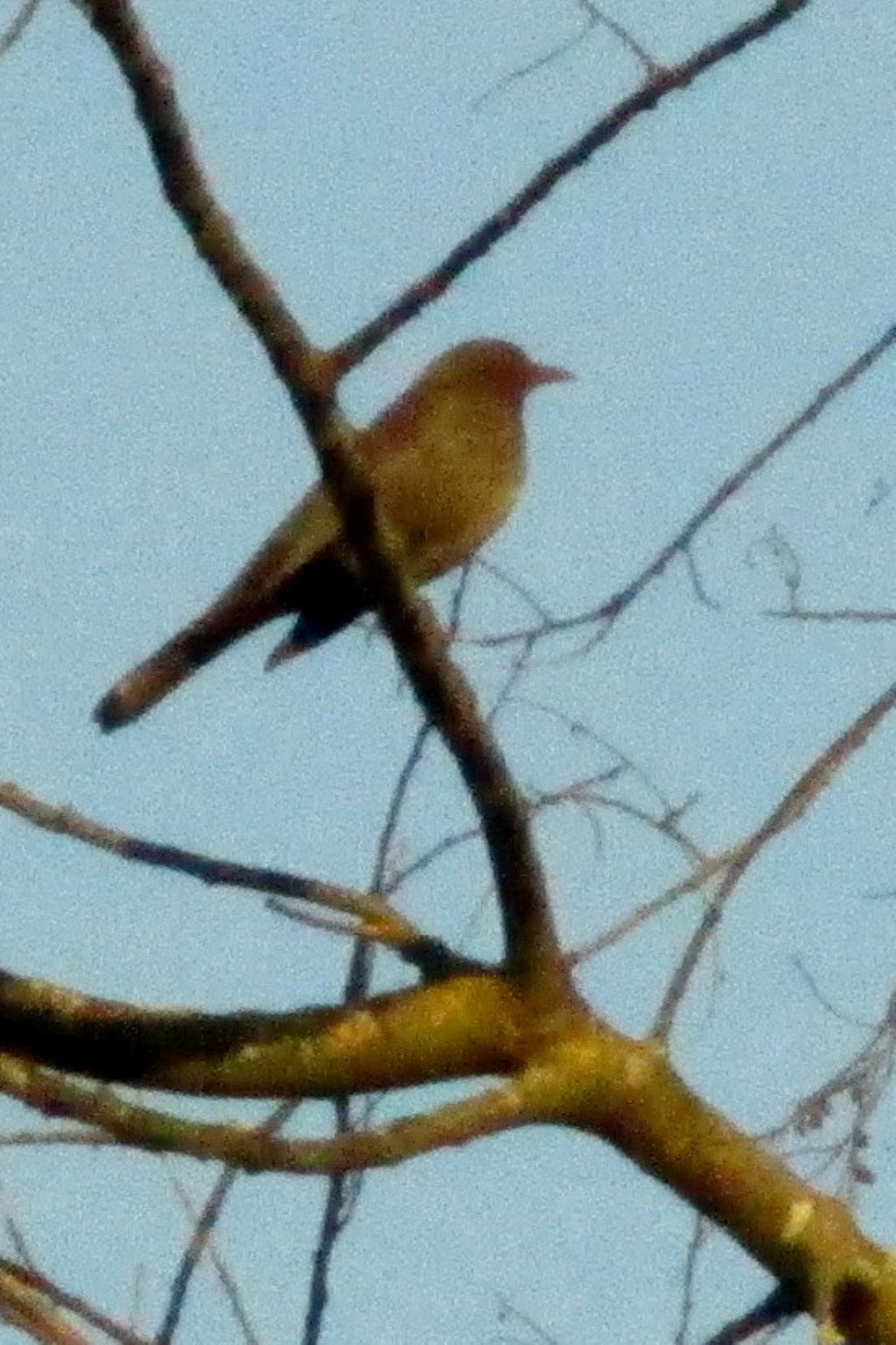 Uccello da identificare