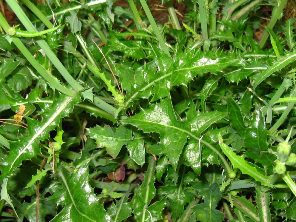 Asteraceae: cfr. Sonchus sp.