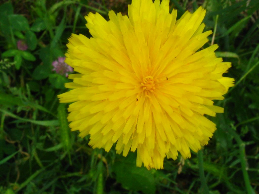 Asteracea da identificare 2