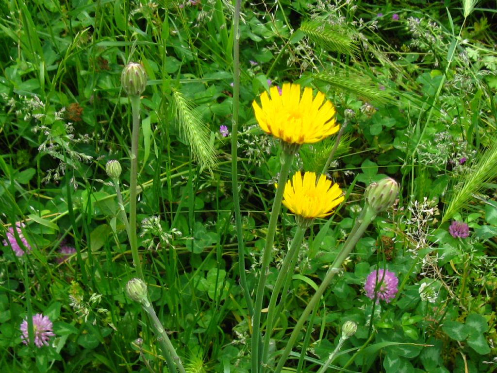 Asteraceae: Hypochaeris radicata