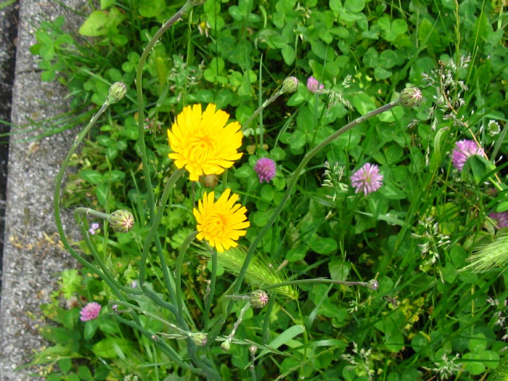 Asteraceae: Hypochaeris radicata