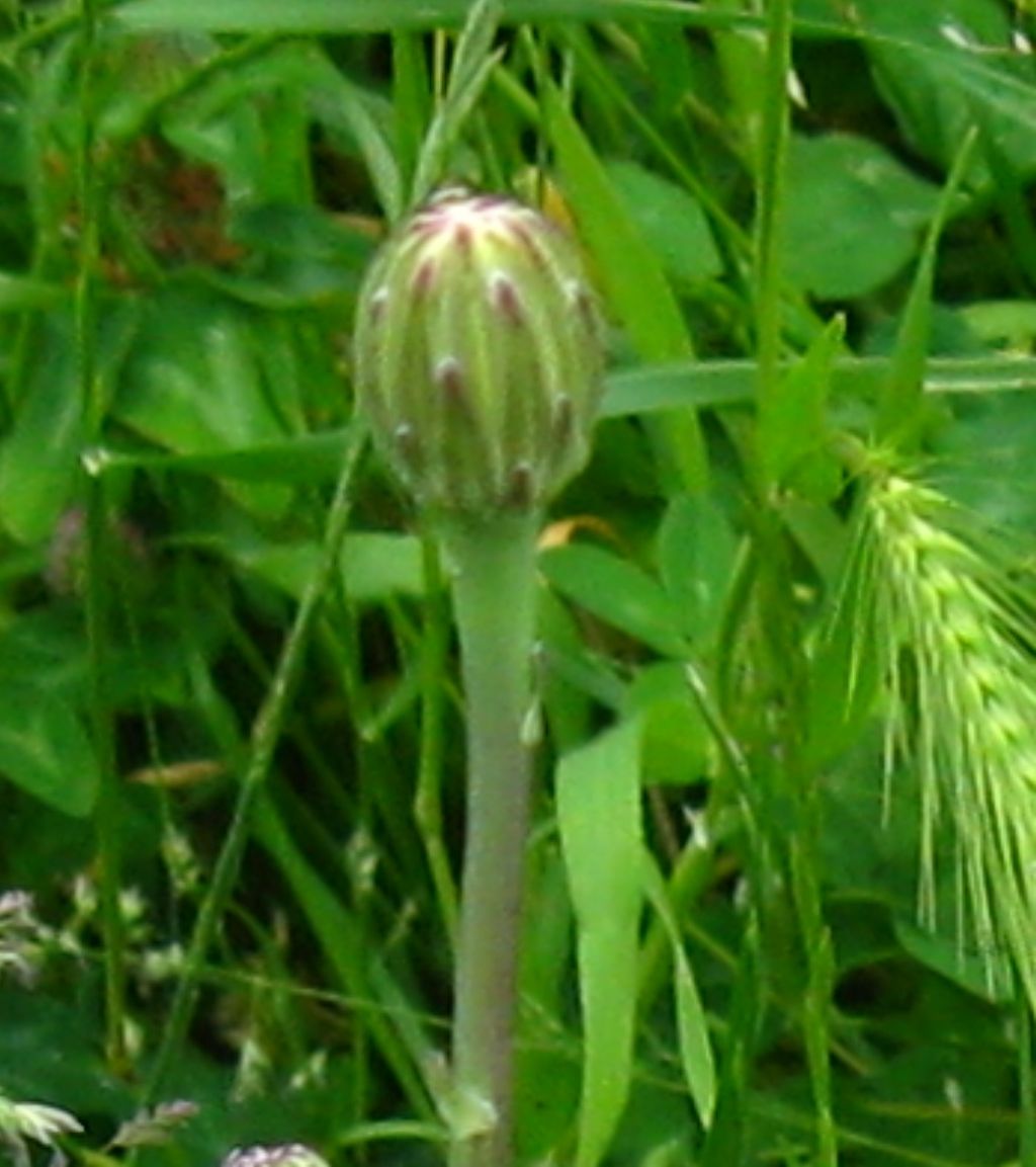 Asteraceae: Hypochaeris radicata