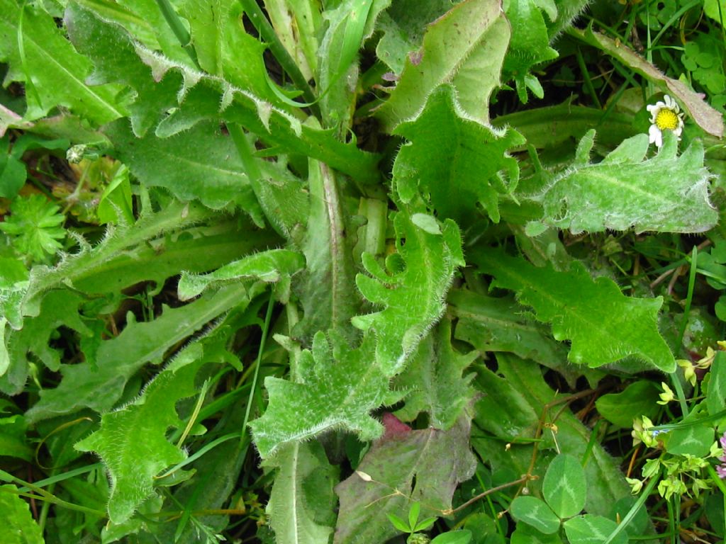 Asteraceae: Hypochaeris radicata