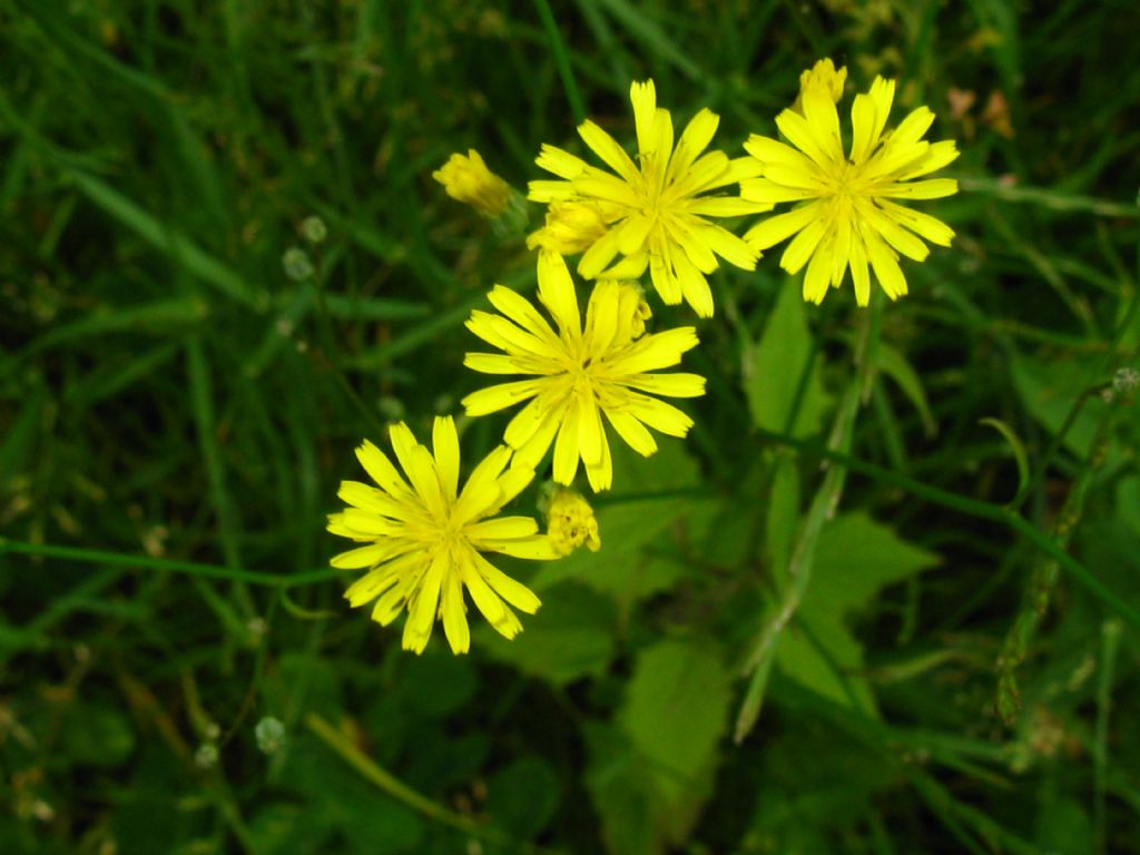 Asteraceae: cfr. Lapsana communis