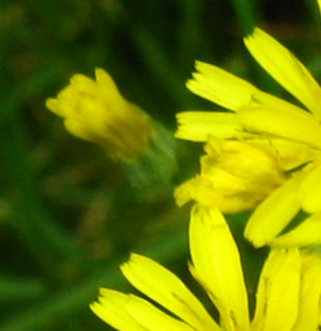 Asteraceae: cfr. Lapsana communis