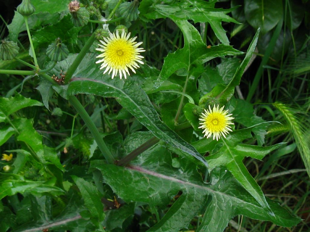 Asteracea: Sonchus cfr. oleraceus