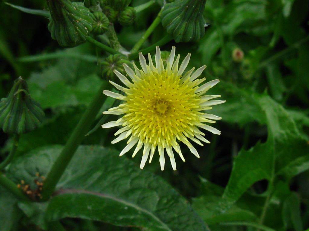 Asteracea: Sonchus cfr. oleraceus