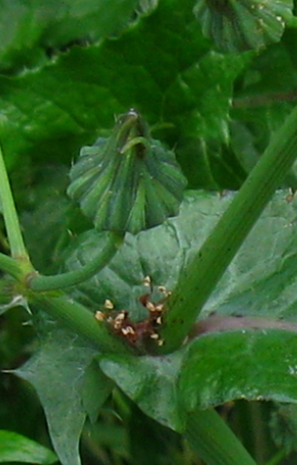 Asteracea: Sonchus cfr. oleraceus
