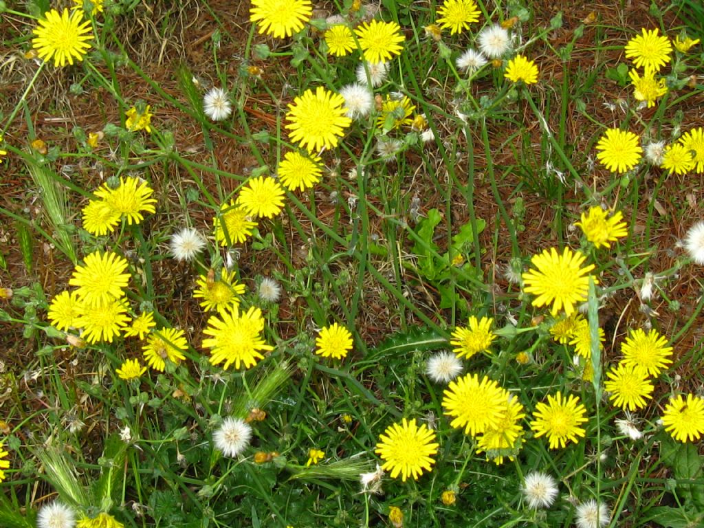 Asteraceae: cfr. Sonchus sp.