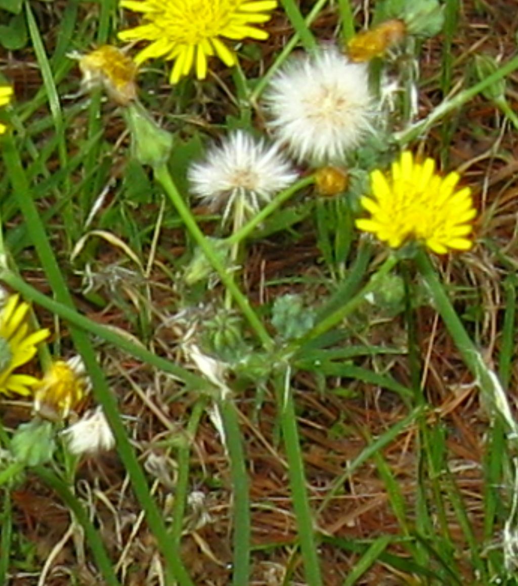 Asteraceae: cfr. Sonchus sp.