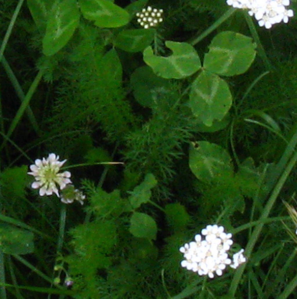 Apiacea ? No, Achillea sp. (Asteraceae)