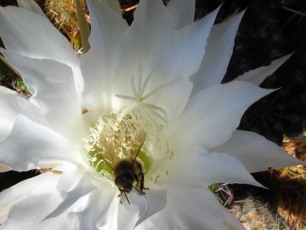 Apidae: Apis mellifera