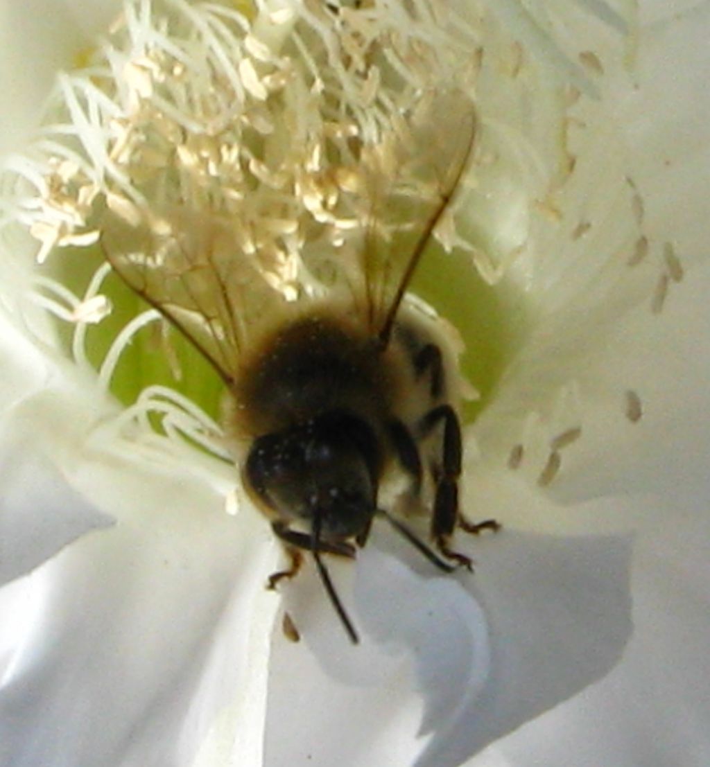 Apidae: Apis mellifera