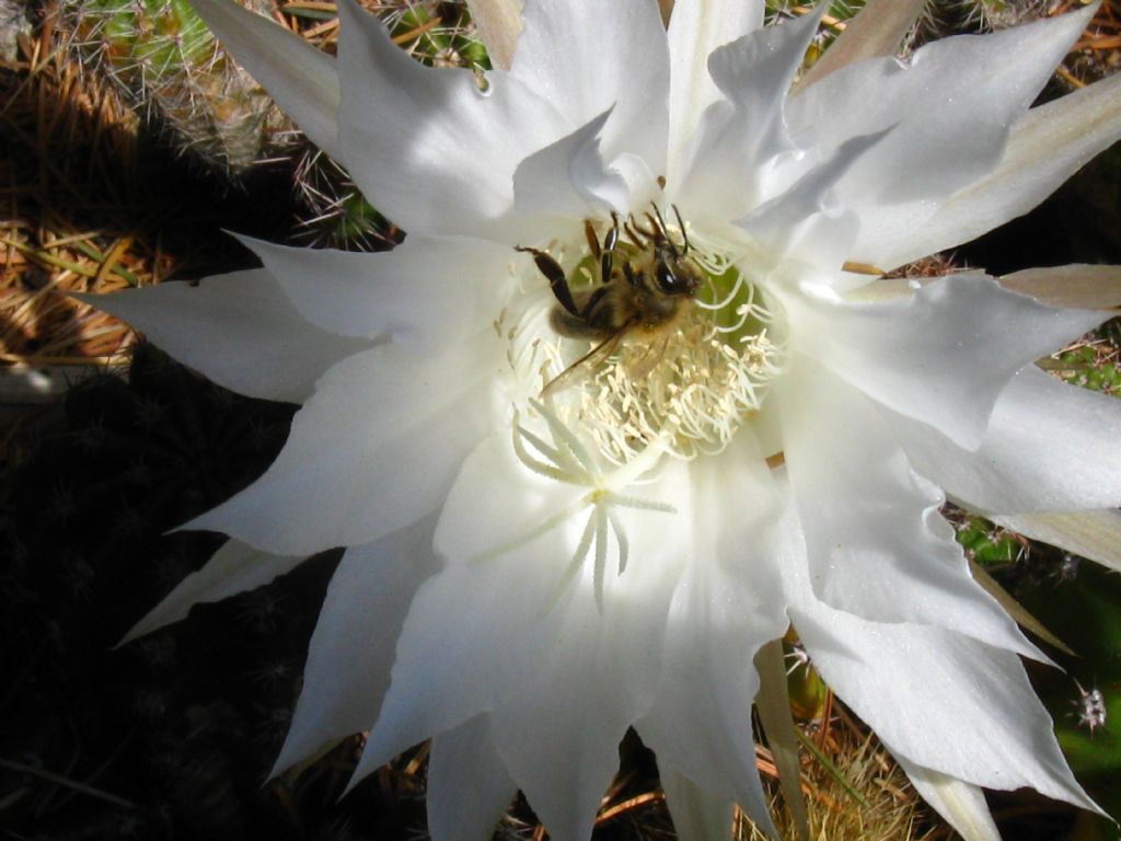 Apidae: Apis mellifera