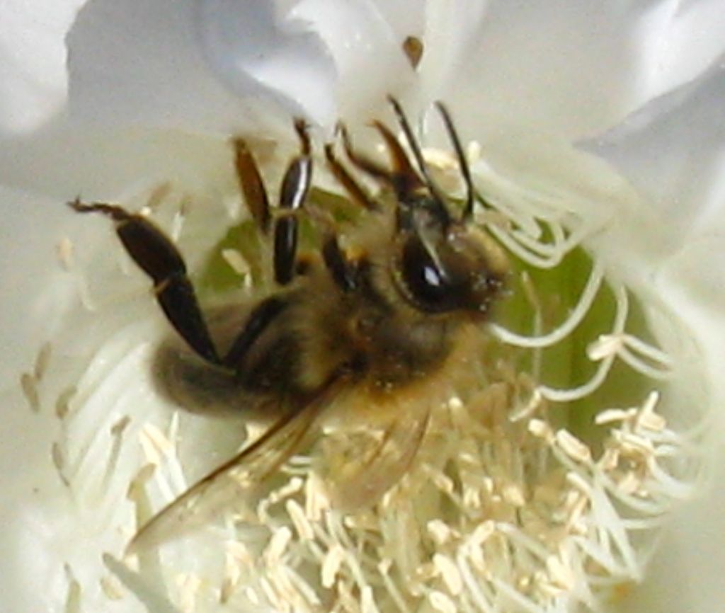 Apidae: Apis mellifera