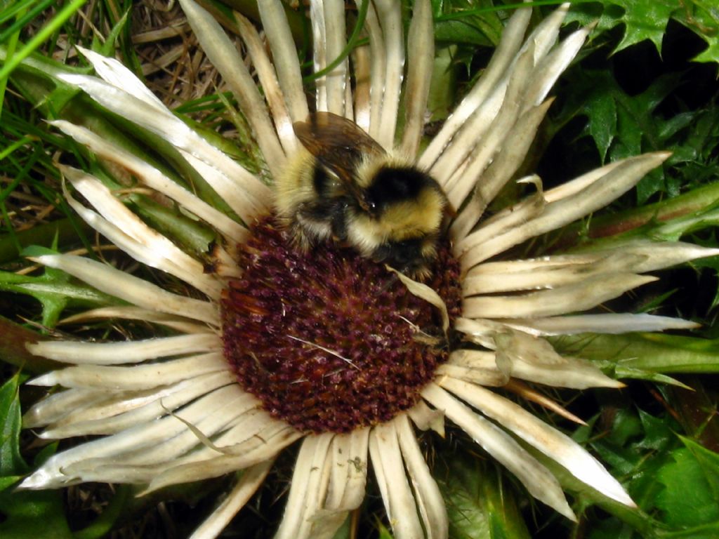 Bombo...? S, Bombus sp.