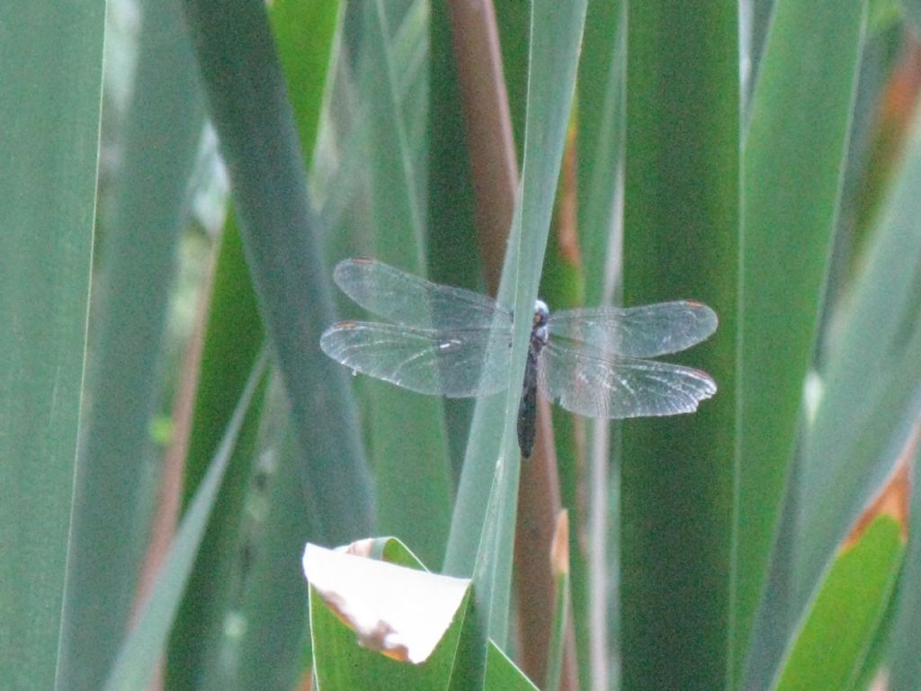 Libellula da identificare: Orthetrum coerulescens