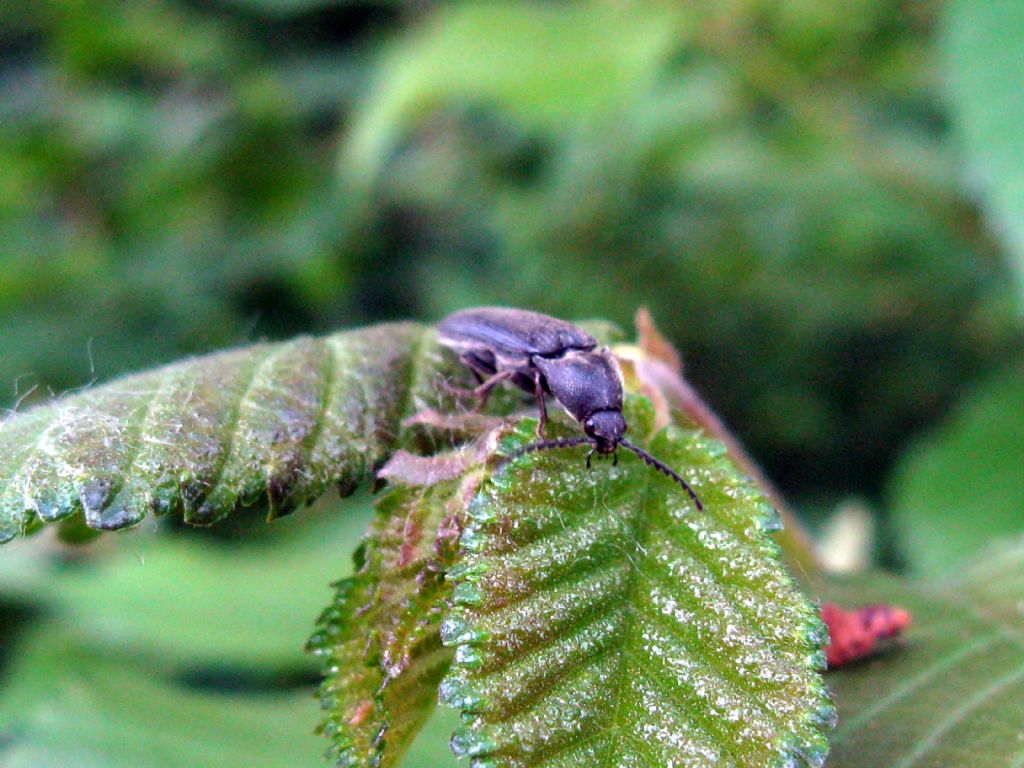 Elateridae: Athous? No, forse Melanotus tenebrosus