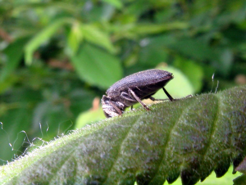 Elateridae: Athous? No, forse Melanotus tenebrosus