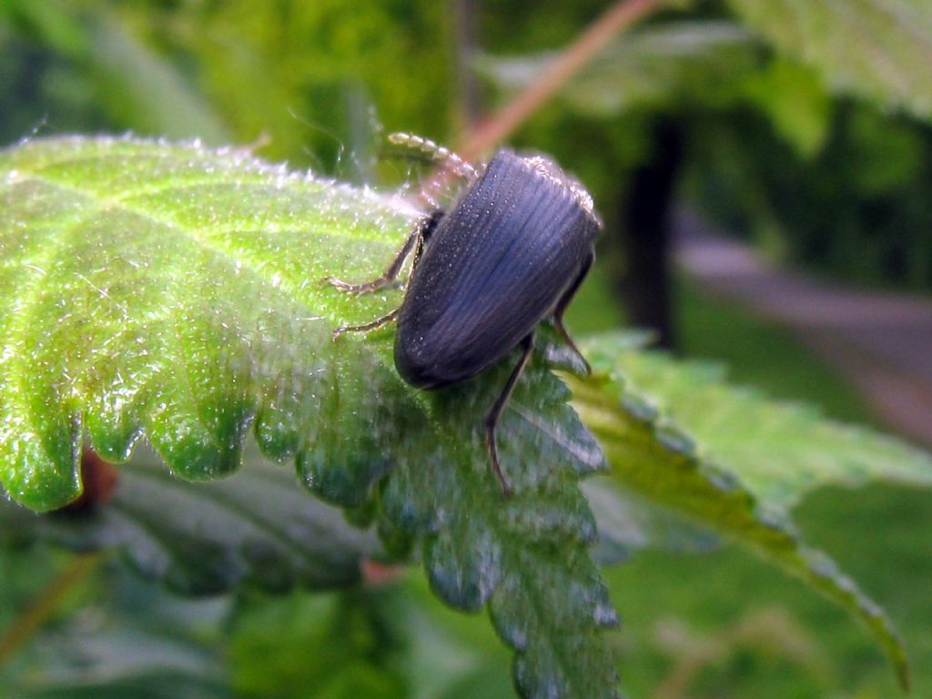 Elateridae: Athous? No, forse Melanotus tenebrosus