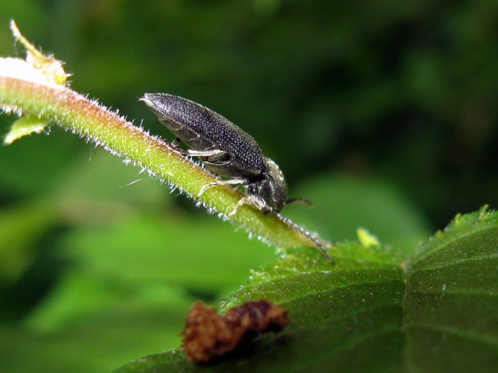 Elateridae: Athous? No, forse Melanotus tenebrosus