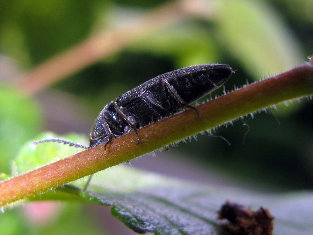 Elateridae: Athous? No, forse Melanotus tenebrosus