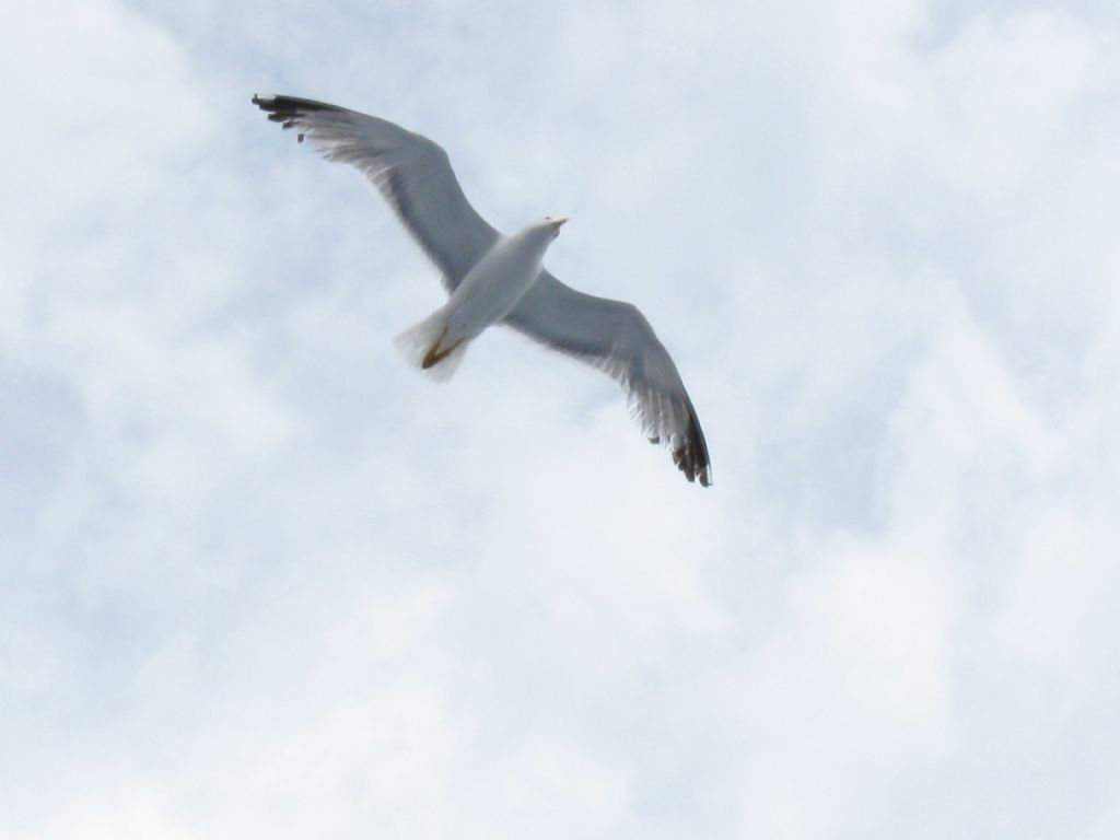 Quale gabbiano? Gabbiano reale (Larus michahellis)