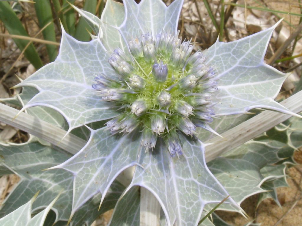 Eryngium maritimum? S !