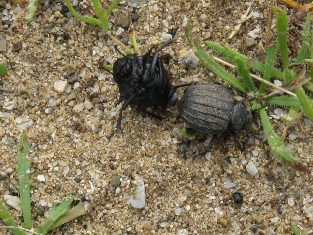 Tenebrionidae: Pimelia bipunctata papii