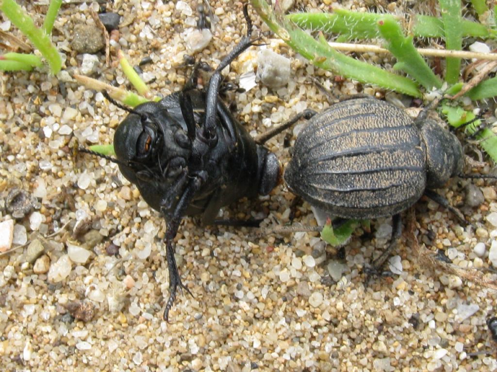 Tenebrionidae: Pimelia bipunctata papii